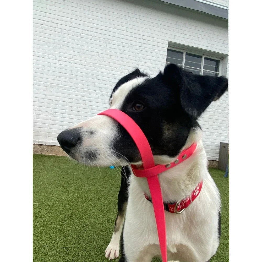 4’ Biothane Convertible Slip Dog Leash No Pull Harness or Head Halter 5/8
